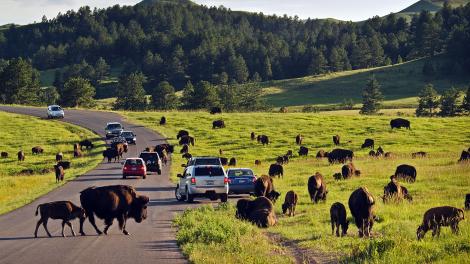 Algunos de los 1300 bisontes que andan libres en Curtes State Park en Dakota del Sur