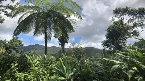 Overlooking the lush greenery of the rainforest