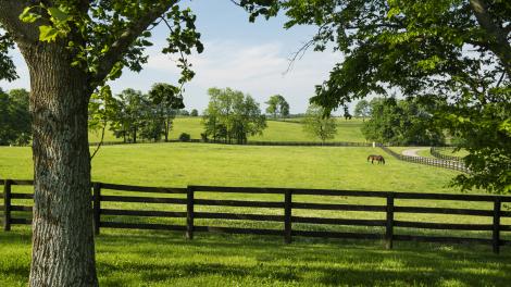 Thoroughbred racehorse grazing in a field at WinStar Farm in Versailles