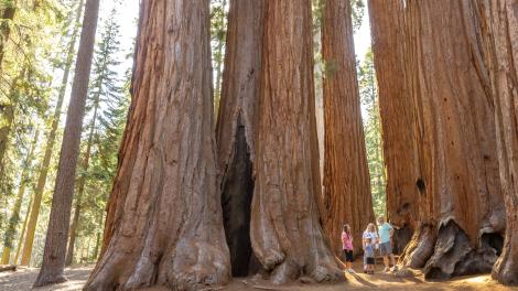Familia maravillada por el tamaño de los árboles en el Sequoia National Park