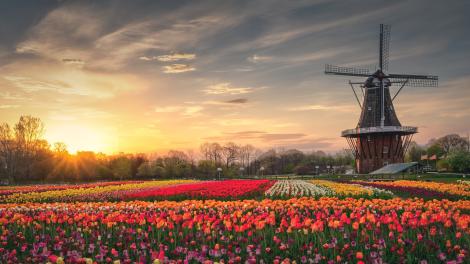 Le moulin DeZwaan entouré de tulipes en fleurs à Windmill Island Gardens