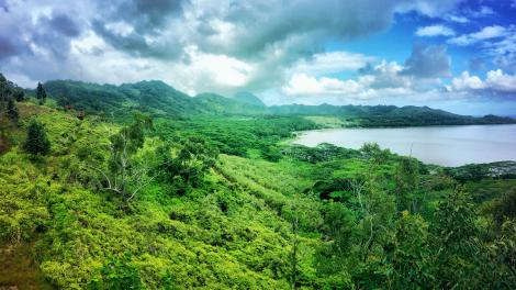 Stunning view of the lush foliage in Kaua'i