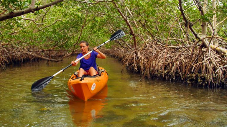 Paseo en kayak entre los manglares de la Little Gasparilla Island