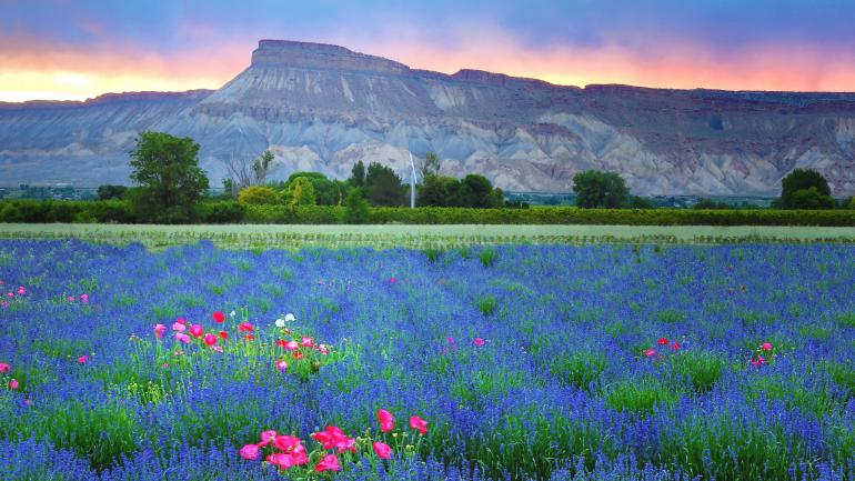 Des champs de lavande recouvrent les plaines agricoles dans les environs de Grand Junction, Colorado.