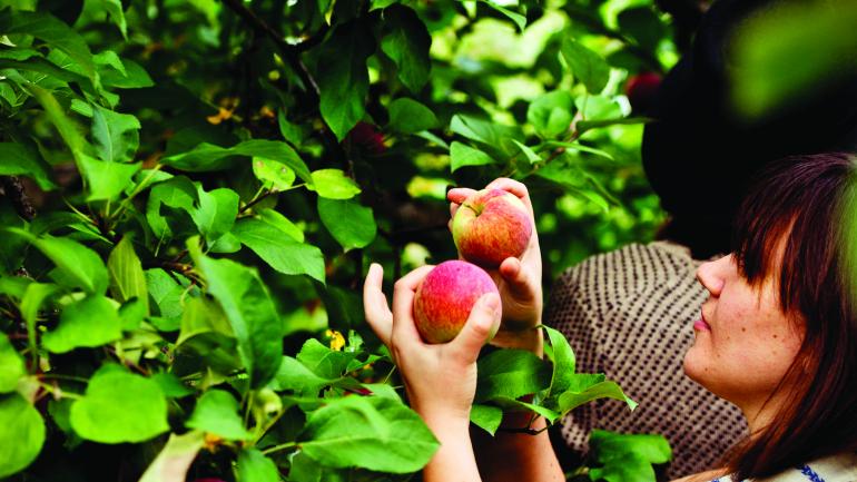 Many local farms across the state offer the chance to pick your own apples from the many blossoming fruit trees.