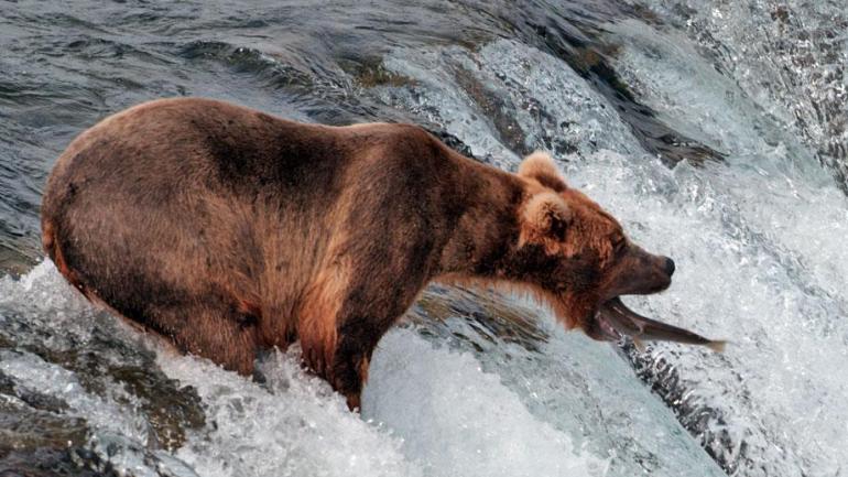 Prise de vue époustouflante d’un grizzli en train d’attraper un poisson