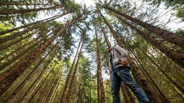 Muir Woods is popular and for a good reason - the redwood forest here is truly stunning.