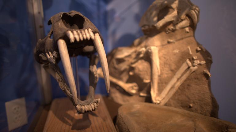 Two Medicine Dinosaur Center en Bynum