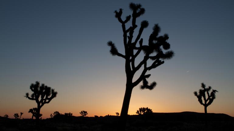 Joshua Tree National Park near Palm Springs, California