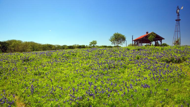 Champ de bluebonnets à l’extérieur de Luling, Texas