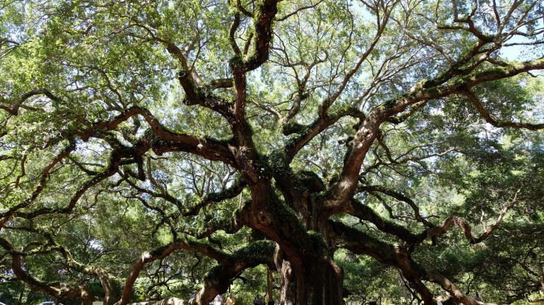Angel Oak, estimated to be more than 1500 years old, sits just outside of Charleston, South Carolina