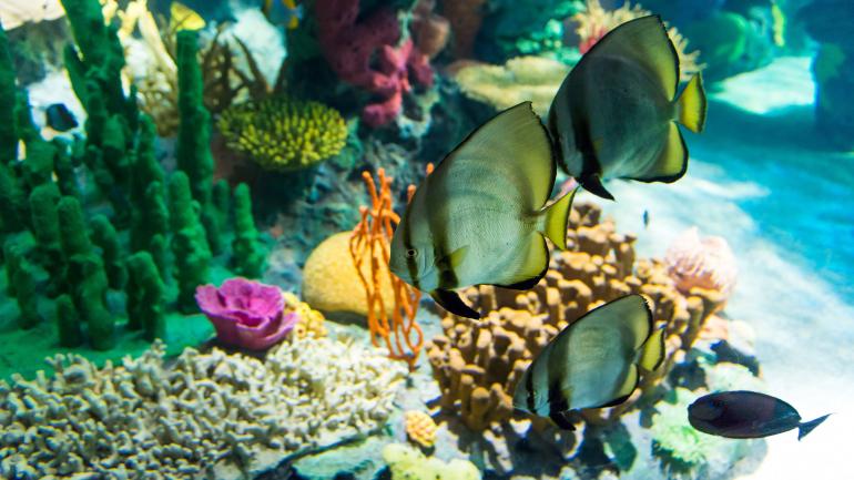 在雷普利水族馆的珊瑚礁处游来游去的热带鱼 在雷普利水族馆的珊瑚礁处游来游去的热带鱼