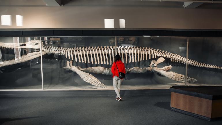 A mounted Kronasaurus at the Harvard Museum of Natural History