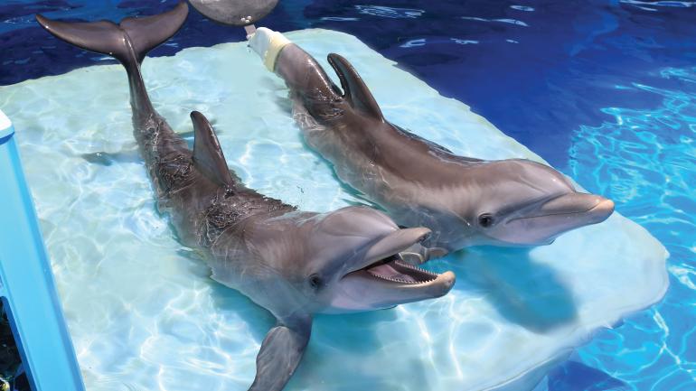 清水湾海洋水族馆中两只著名的海豚 Winter 和 Hope 清水湾海洋水族馆中两只著名的海豚 Winter 和 Hope