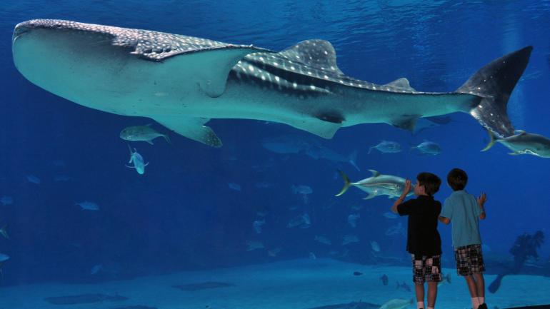 在佐治亚水族馆怀着敬畏之心观赏鲸鲨 在佐治亚水族馆怀着敬畏之心观赏鲸鲨