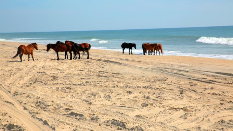 The famed wild horses roaming the beaches of Corolla