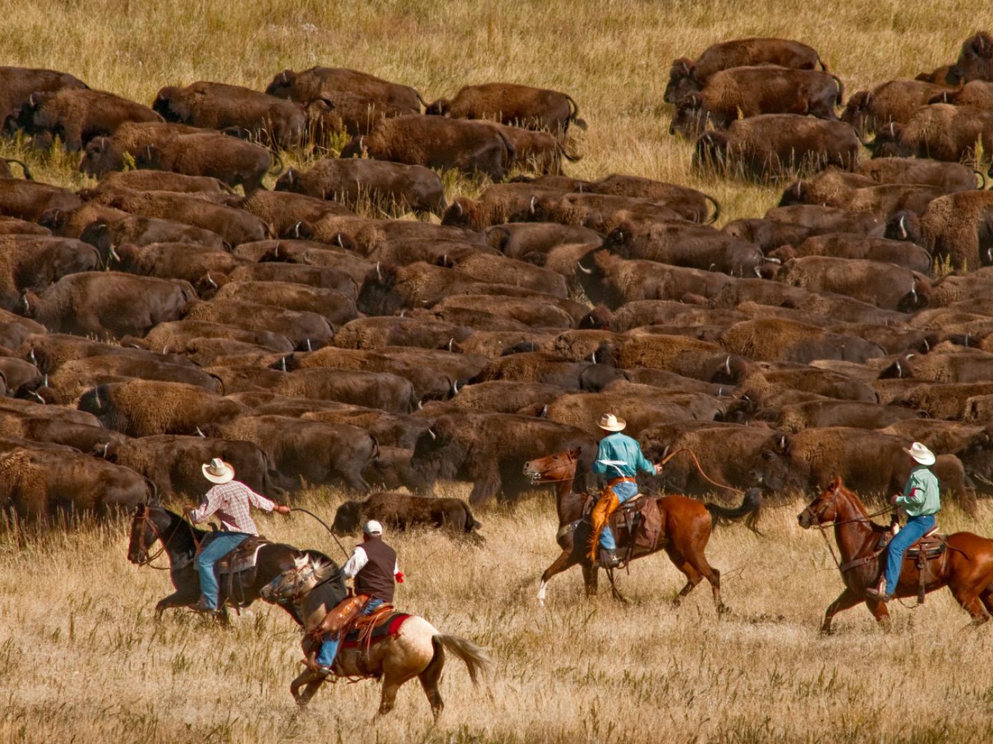 La escena en Custer State Park Buffalo Roundup