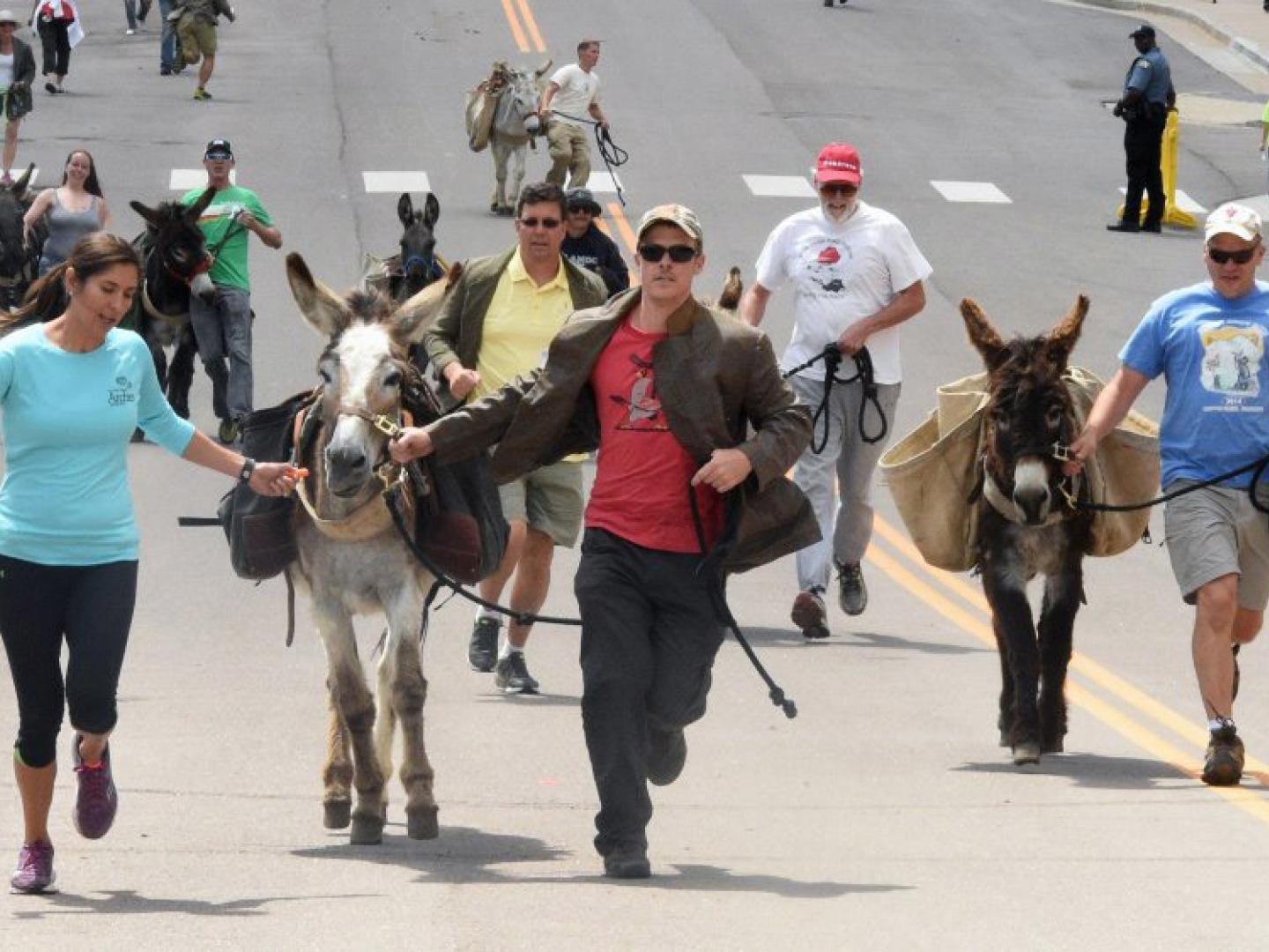Des concurrents s’affrontent durant la course des Donkey Derby Days