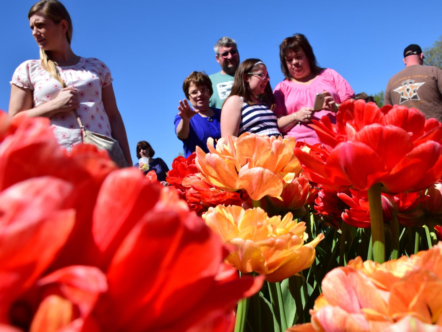 Visitantes observando as flores coloridas durante o Albany Tulip Festival