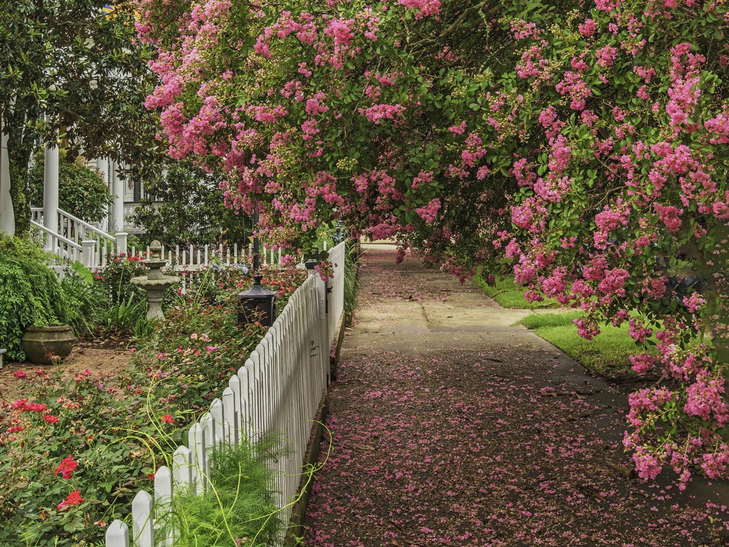 Lilas des Indes en pleine floraison à Natchez, Mississippi