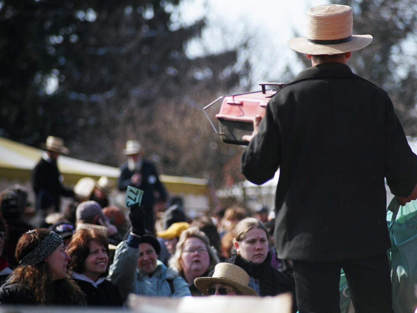 Les offres battent leur plein lors d’une vente aux enchères Amish Mud Sale, dans le comté de Lancaster