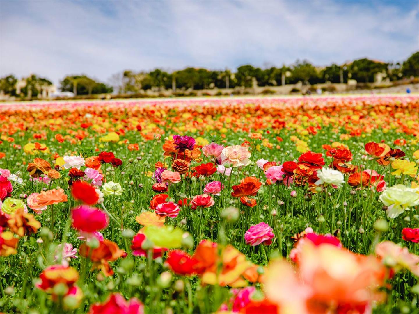 Flores abundantes durante a primavera nos Carlsbad Flower Fields