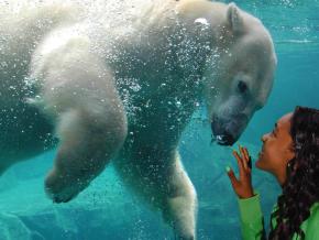 Up-close underwater view of a polar bear at the Brookfield Zoo Up-close underwater view of a polar bear at the Brookfield Zoo