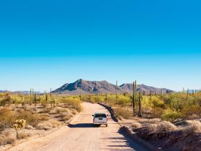 Scenic drive among the saguaro cacti in the Sonoran Desert in Arizona