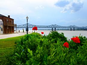 Pavots en fleurs au bord du Mississippi, un signe du printemps apprécié des citadins
