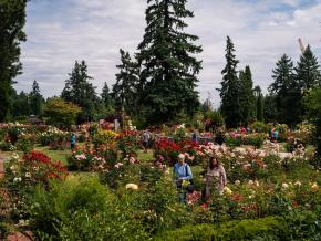 在俄勒冈州波特兰华盛顿公园的国际玫瑰试验园,观赏 1,000 余种玫瑰争相盛放 在俄勒冈州波特兰华盛顿公园的国际玫瑰试验园,观赏 1,000 余种玫瑰争相盛放
