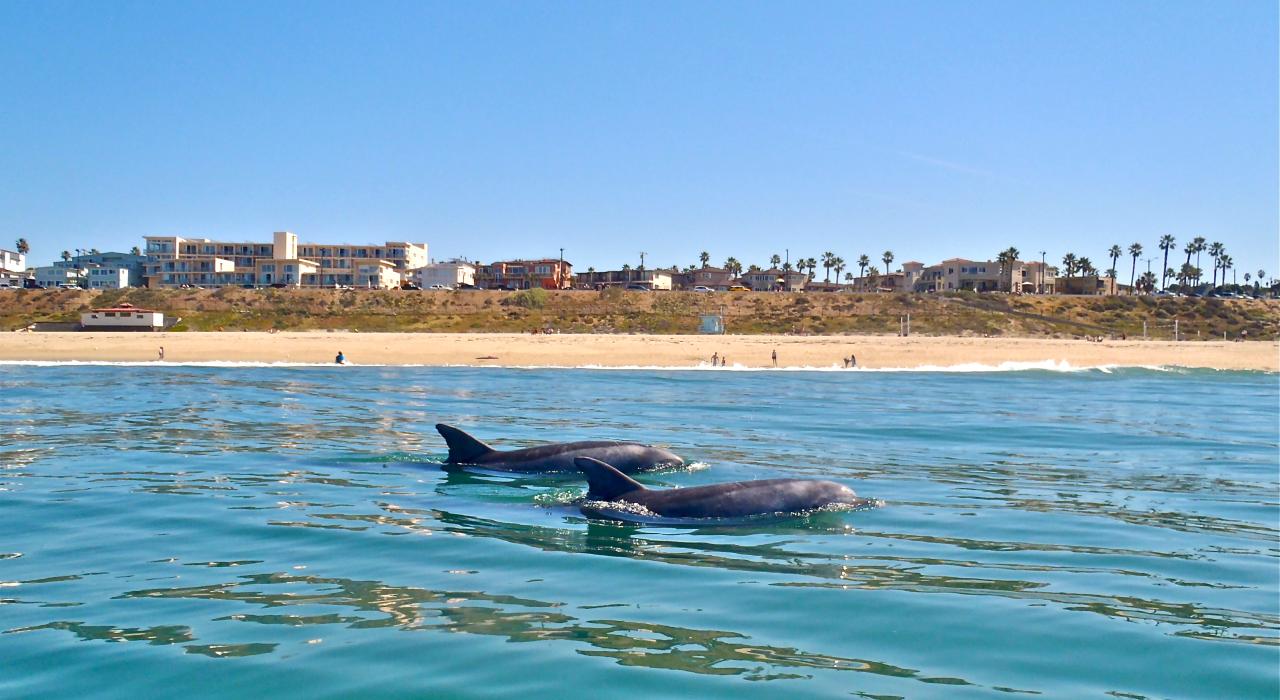 Delfines nadando en el mar en Redondo Beach