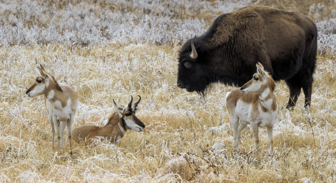 Antelopes and buffalo in South Dakota