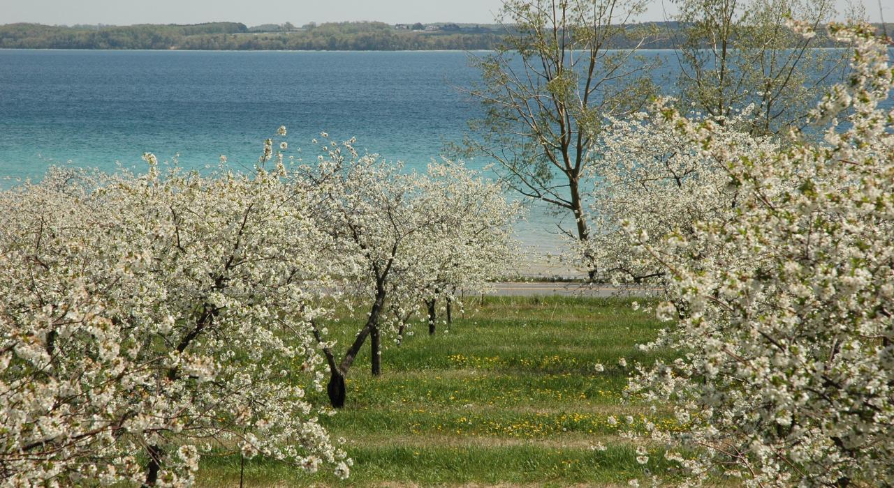 ミシガン州トラバースシティの満開の桜