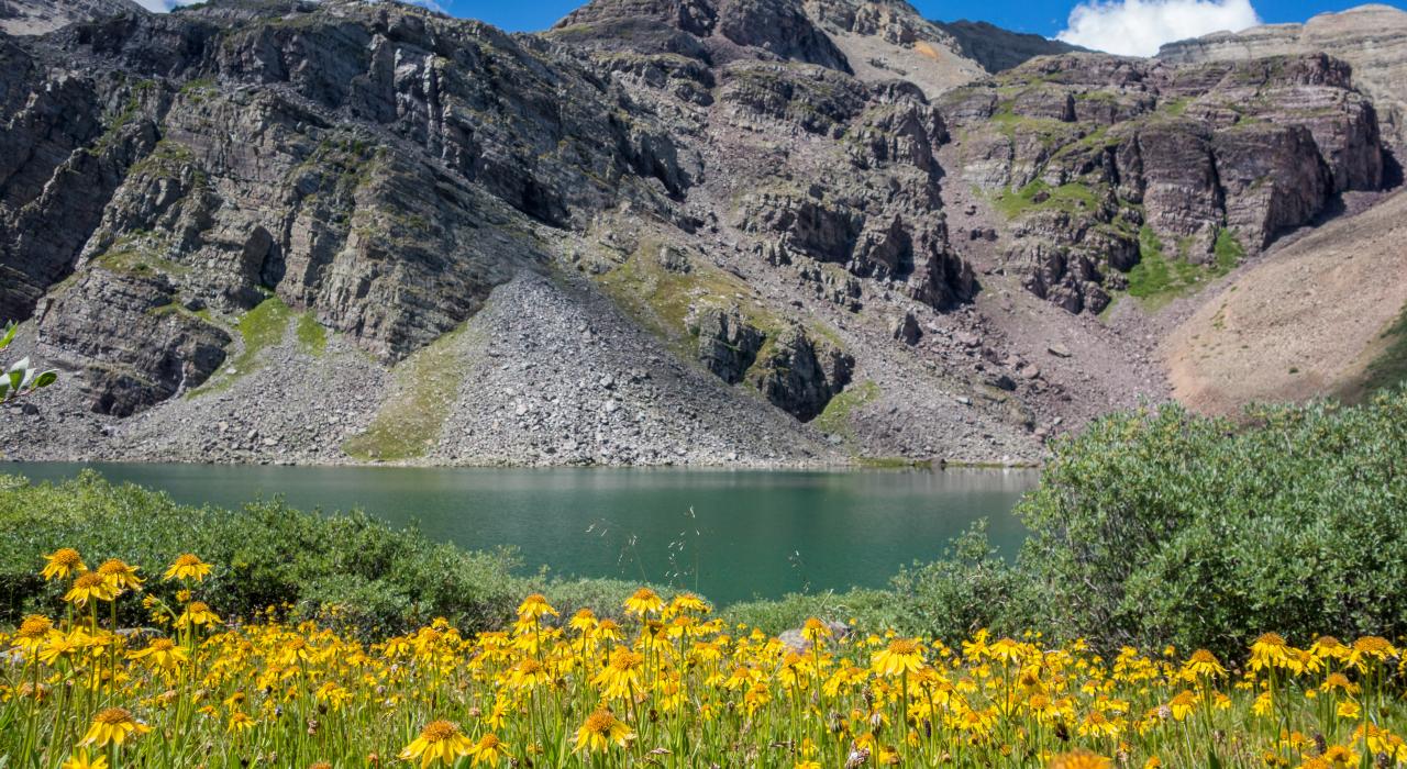 Wildflowers growing around Cathedral Lake