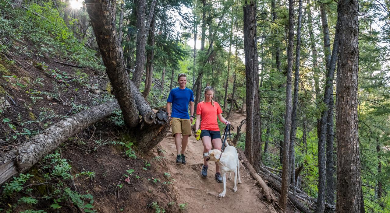 Hiking the Ute Trail through the alpine woods