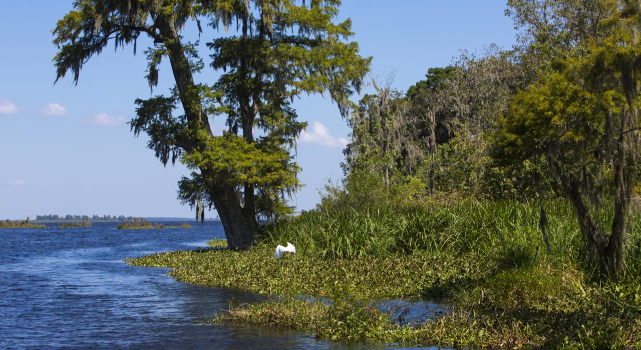 Zam’s Swamp Tour à Thibodaux, Louisiane
