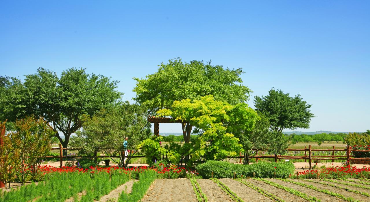 Wildseed Farms wildflower farm in Fredericksburg, Texas, north of San Antonio