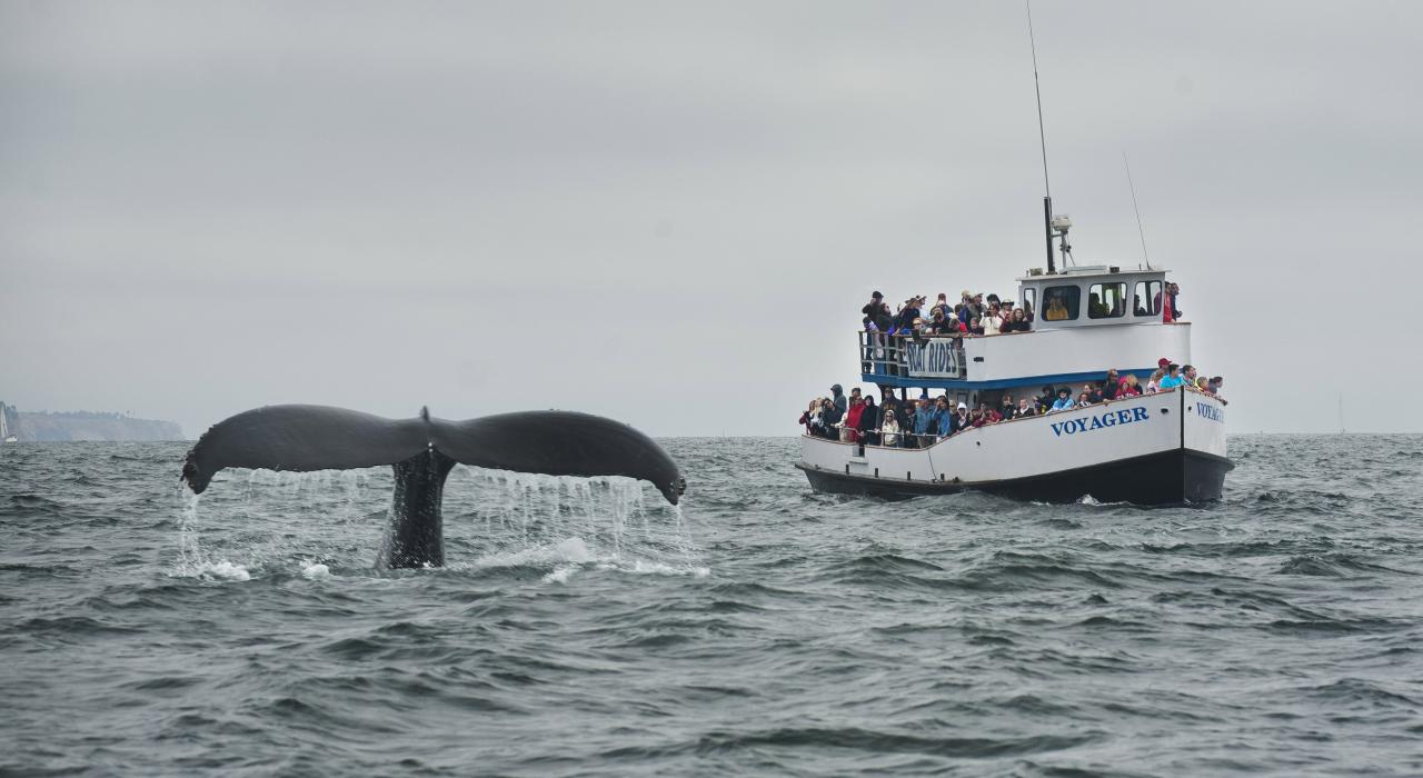 Whale-watching cruise aboard the Voyager 
