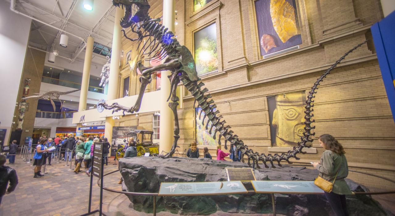 A dinosaur skeleton exhibit at Denver Museum of Nature & Science