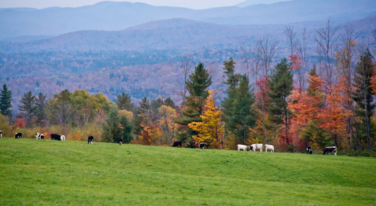 秋季，在树林环绕的草地上吃草的牛群和壮观山景