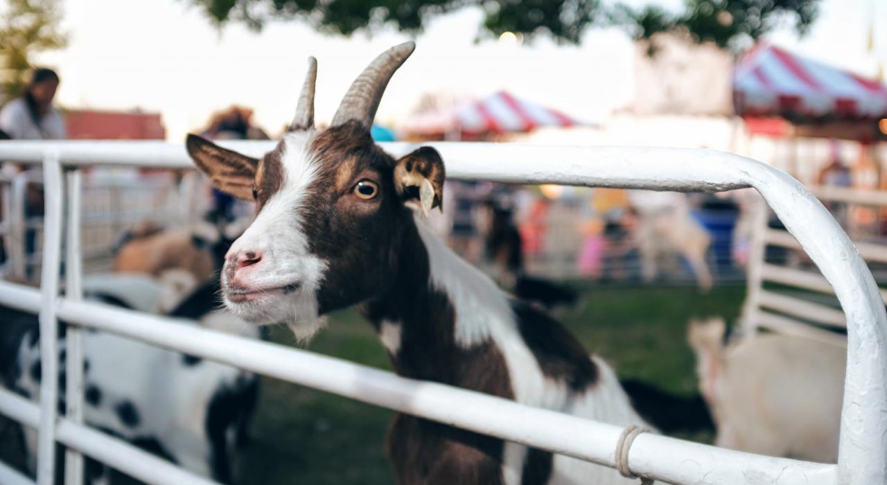 네브래스카 주립공원의 우리 밖으로 고개를 삐쭉 내민 염소