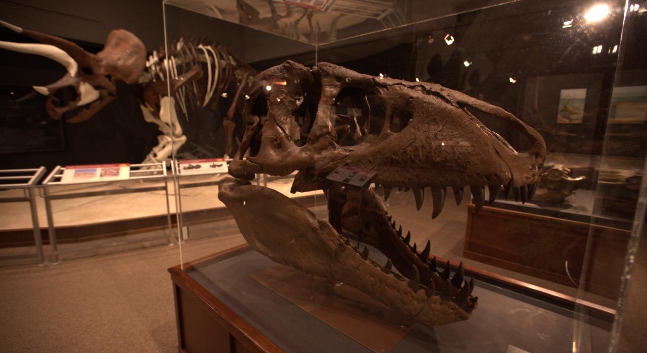 Fósil de dinosaurio en Museum of the Rockies en Bozeman, Montana