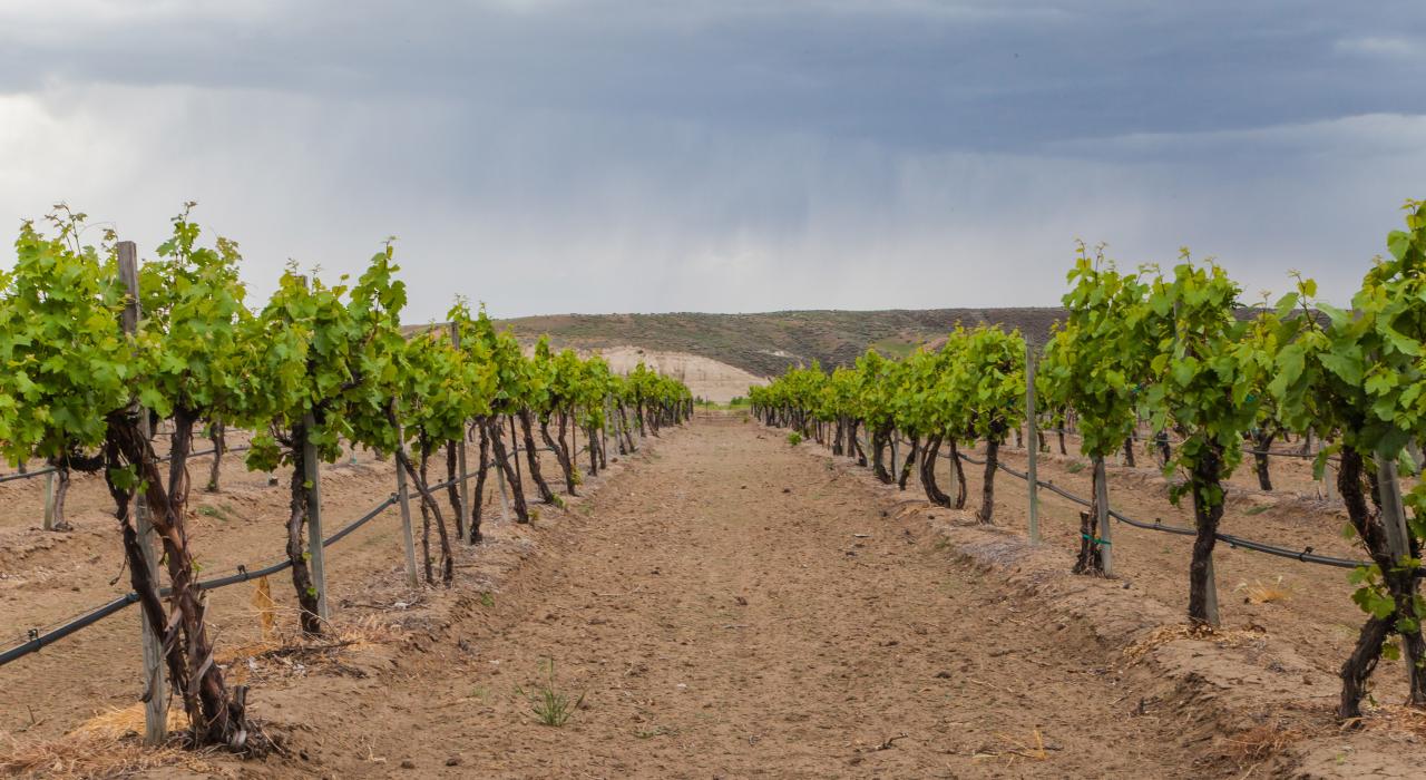 The fertile volcanic soil of Southwestern Idaho vineyards.
