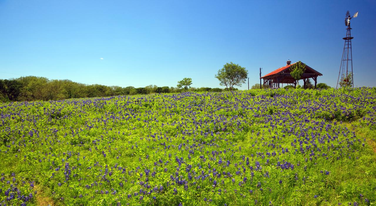 Champ de bluebonnets à l’extérieur de Luling, Texas