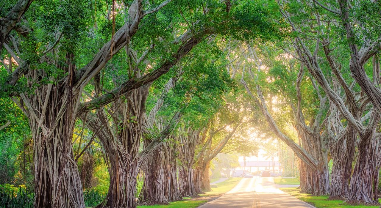 Un crucero bajo el follaje en Bridge Road en Hobe Sound