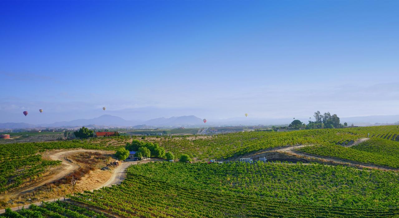 見渡す限りのブドウ畑が広がるレオネスセラーズ