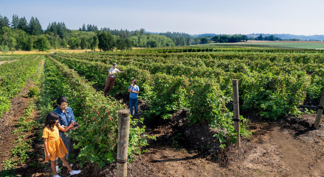 Picking fresh produce at family farm West Union Gardens in Hillsboro
